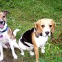 Beagle+Parson Jack_Russell_Terrier 1 (2)